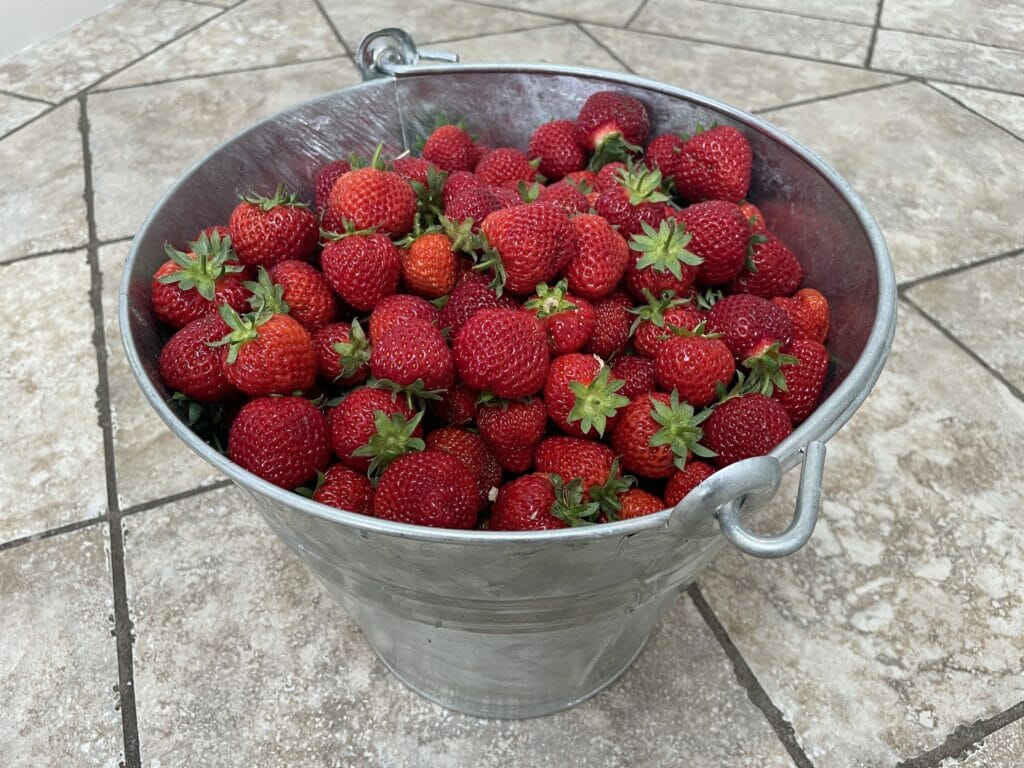 friske jordbær