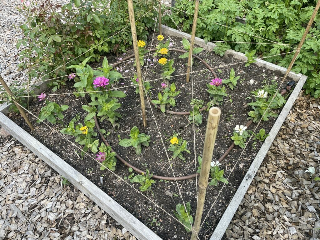 Zinnia til buketter dyrkning såning forspiring frøkenhat