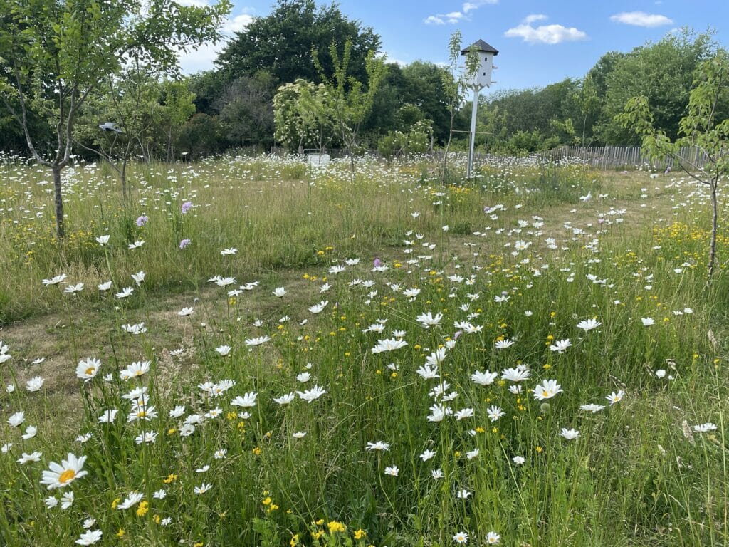 vild blomstereng have pasning blomster flerårig etablering anlæg