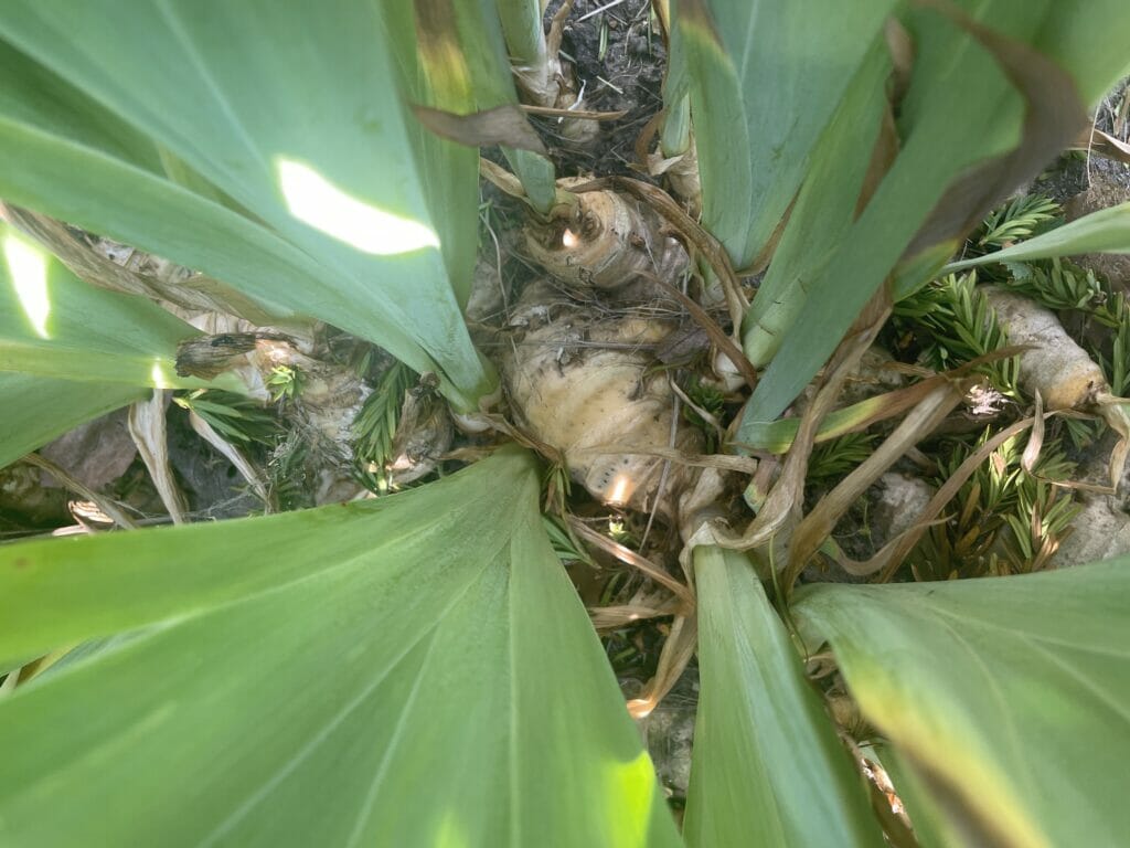 iris formering blomstrer ikke