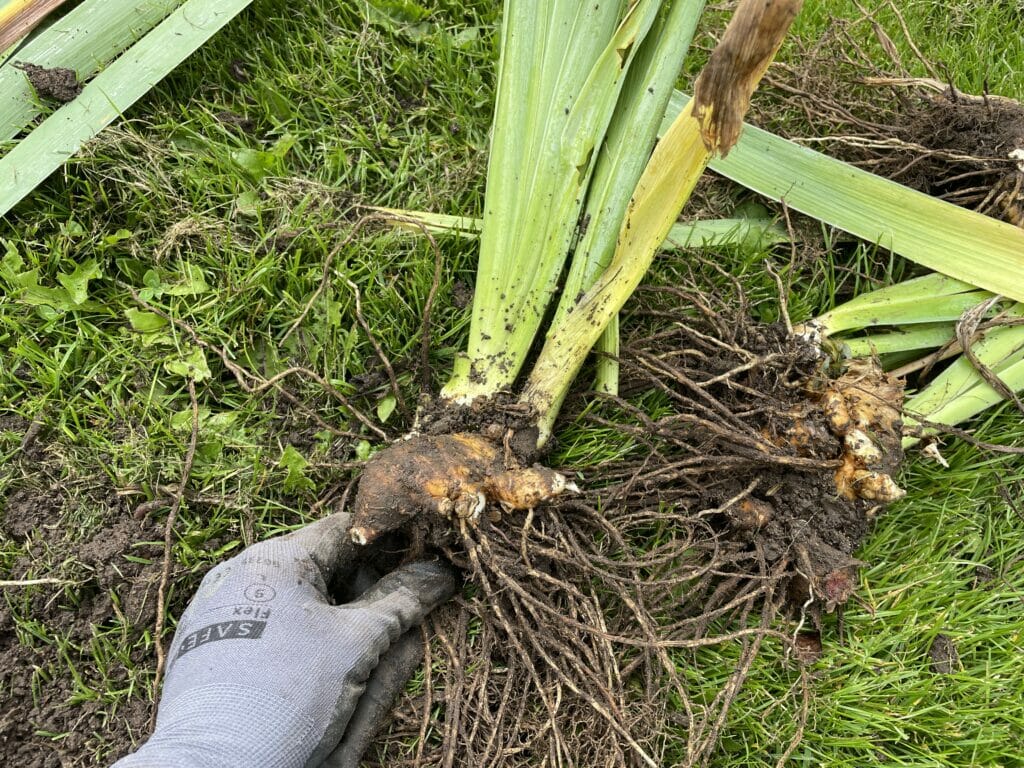 deling af iris haveiris formering blomstrer blomst blomstring