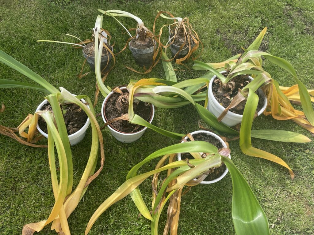 amaryllis løg tørring vinteropbevaring gemme få til at blomstre igen