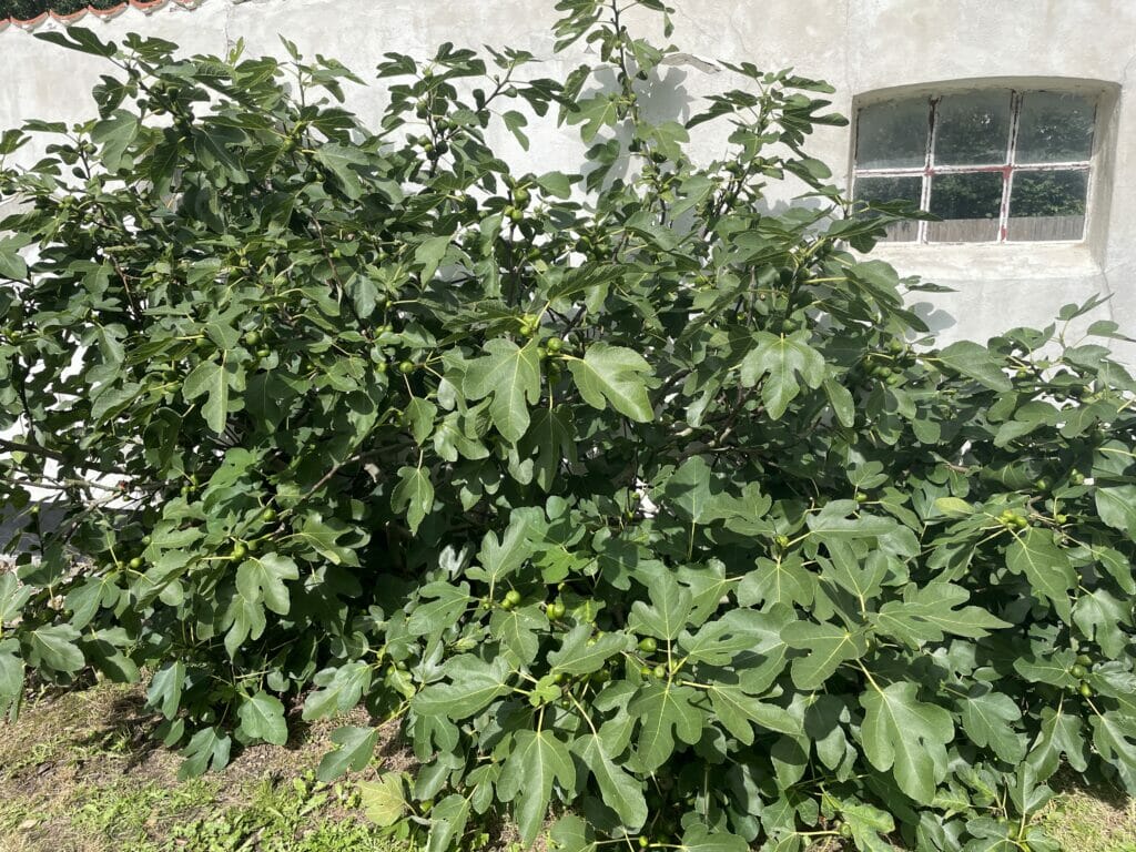 figentræ dyrkning figner
