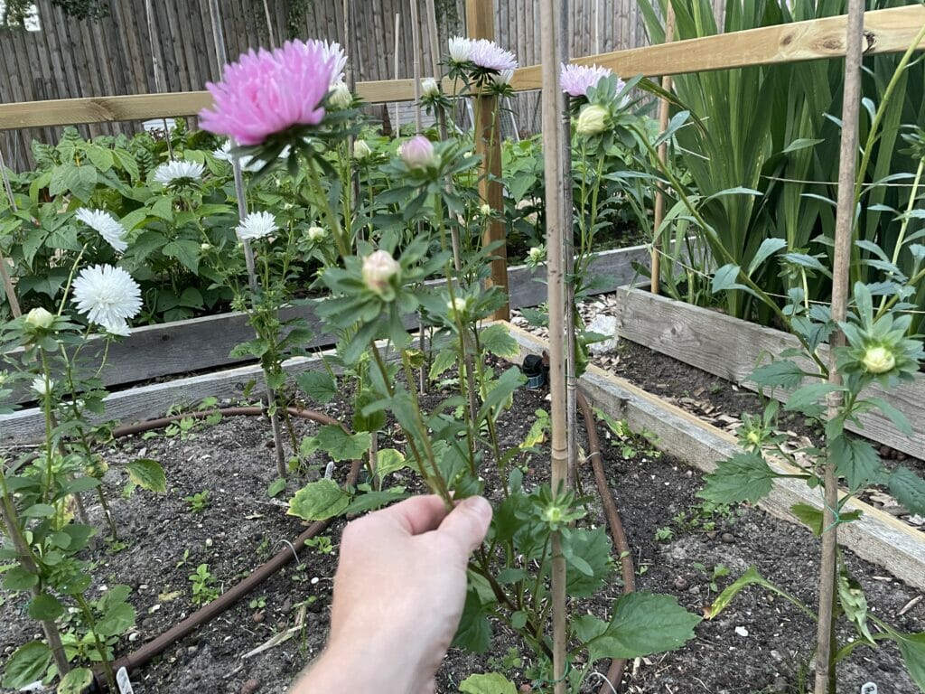 sommerasters Callistephus chinensis kina asters kinesisk blomster krysantemum friland dyrkning overdække forspiring buket skærehave skærehaven blomster til buketter