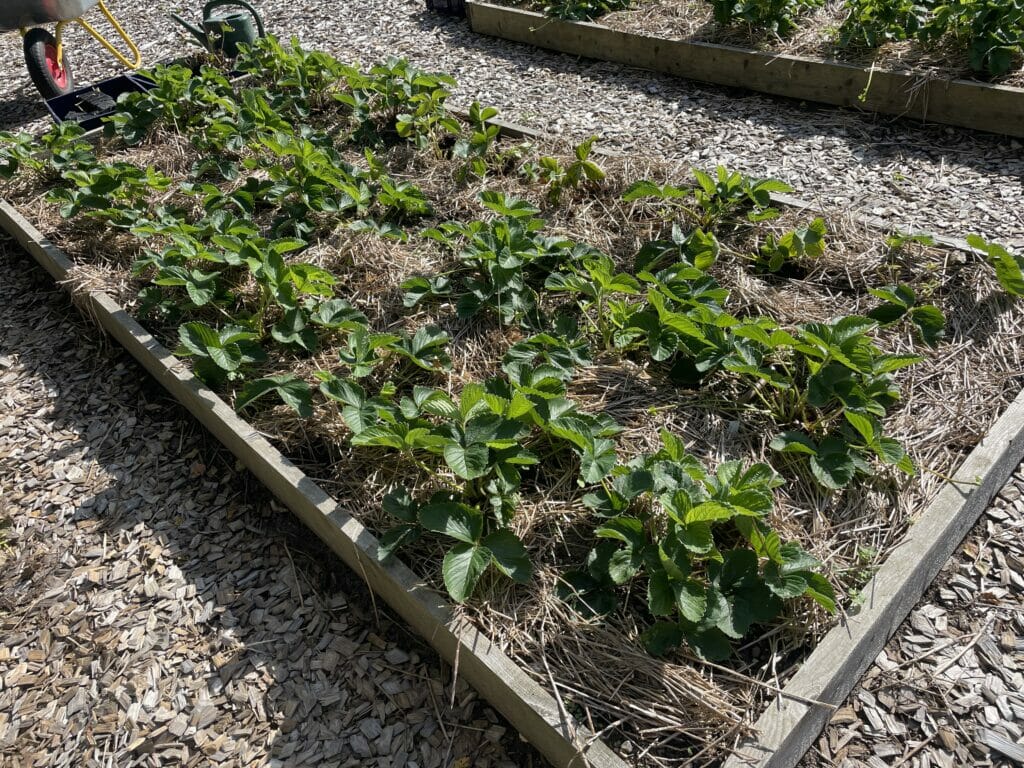 2års jordbær halm omkring jorddække jordforbedring gødning klip ned beskæring