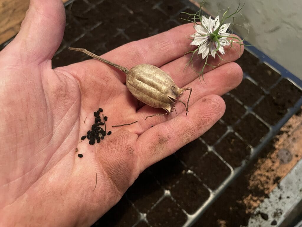 såning forspiring dyrkning nigella jomfru i det grønne blomster buket buketter skærehave skærehaven