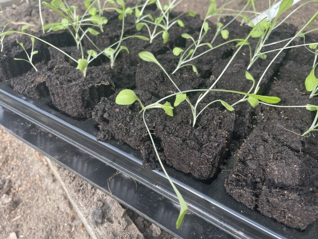 forspiring dyrkning salat om vinteren såning udplantning såbakke