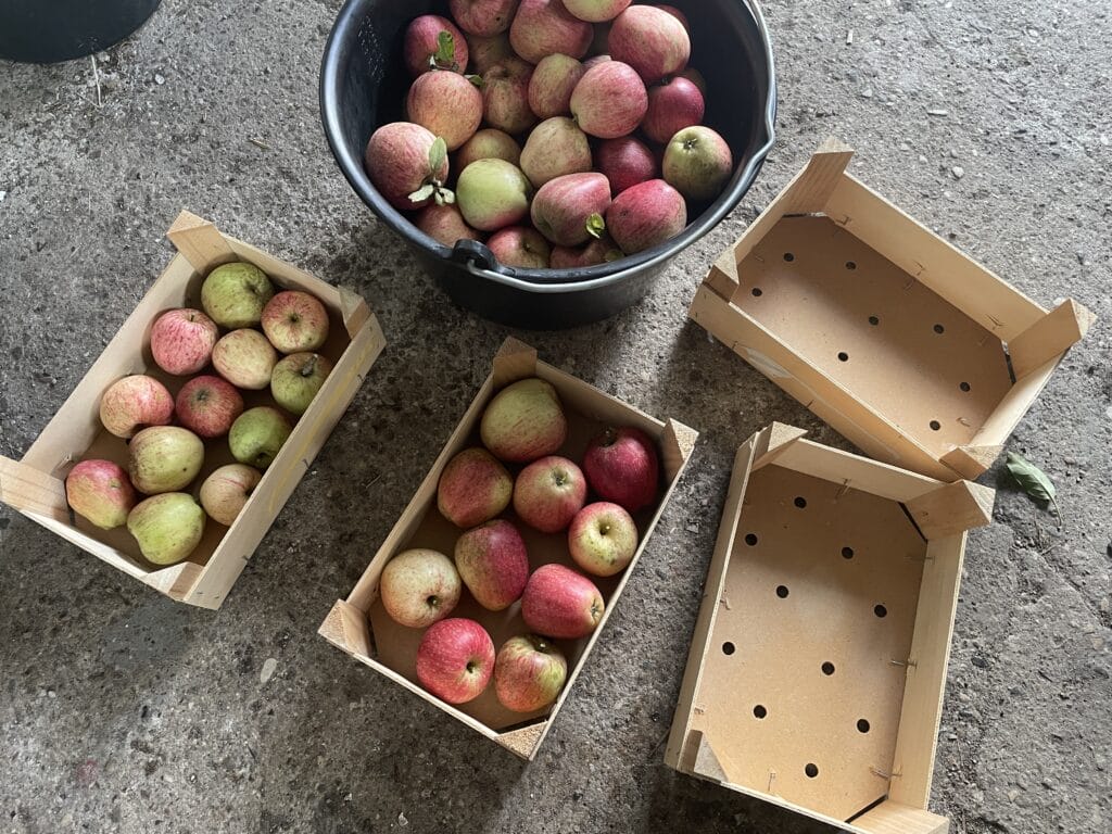 gemme æbler til vinteren vinteropbevaring selvforsyning gemmeæbler