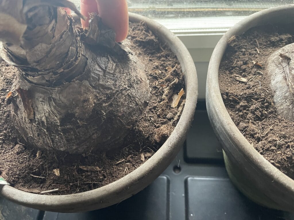 vanding amaryllis løg dyrkning formering få til at blomstre igen