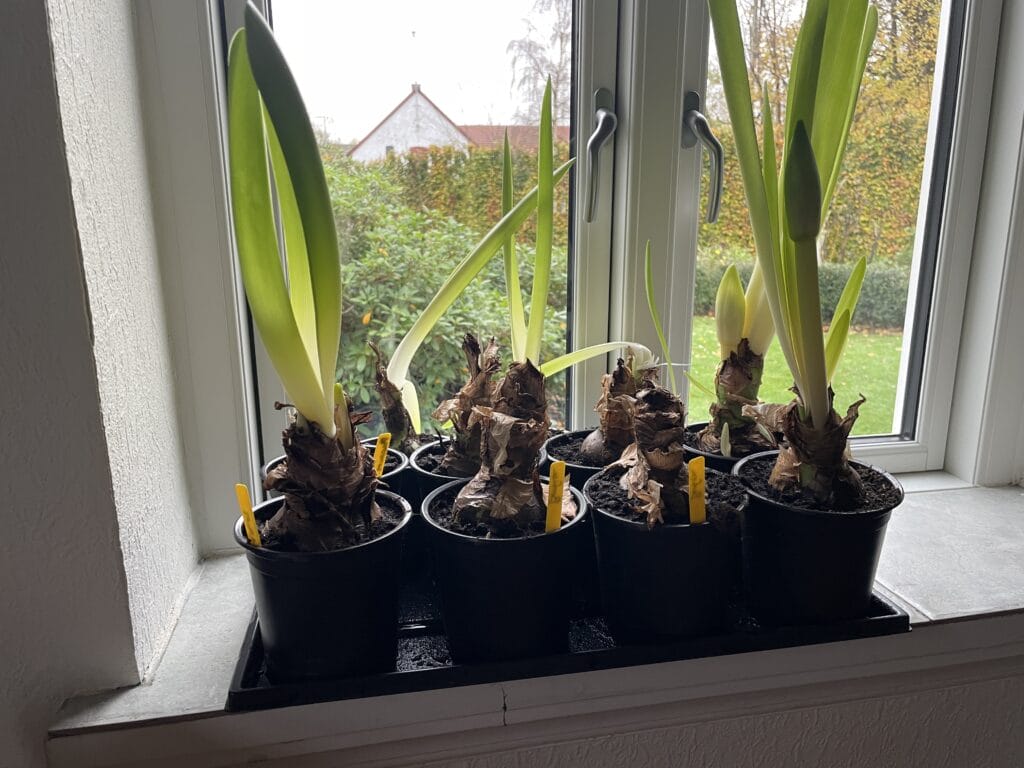 pleje pasning amaryllis få til at blomstre igen