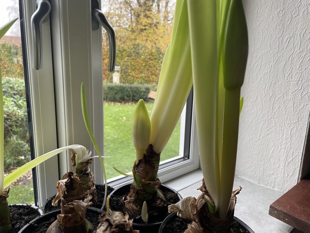 pleje pasning amaryllis få til at blomstre igen