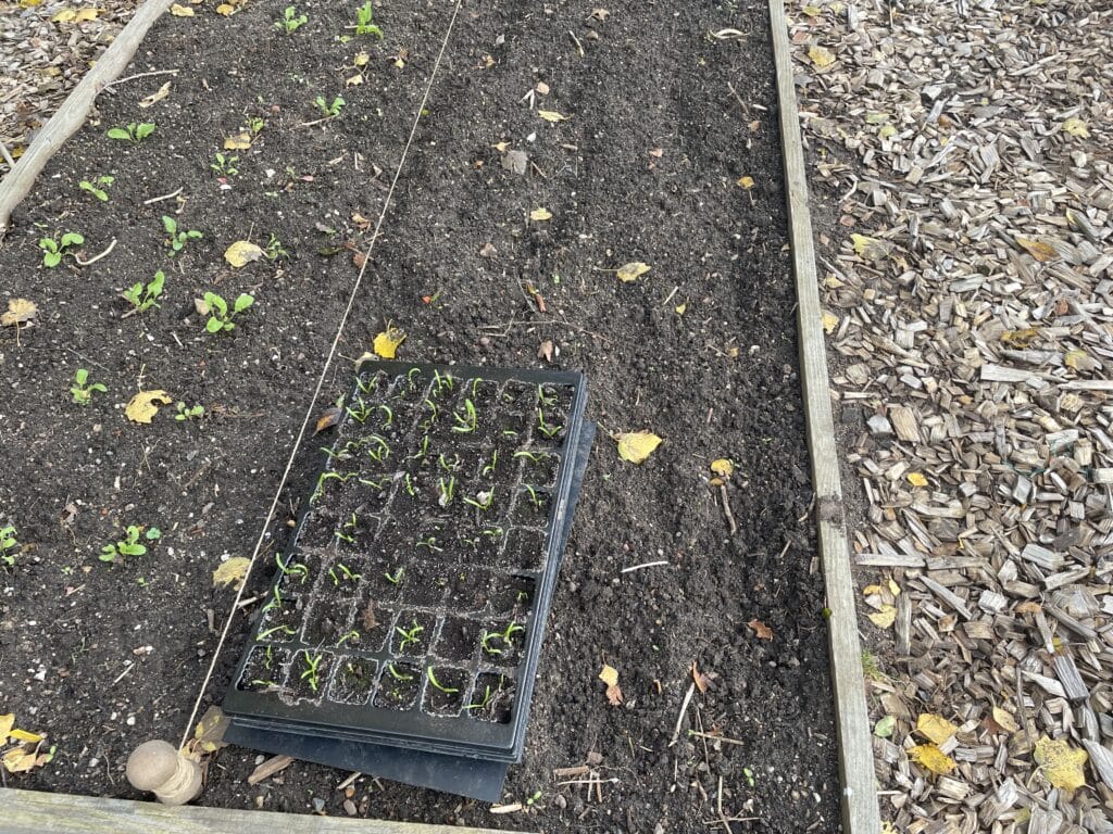 plantning spinat dyrkning hvad kan man så i november vinterdyrkning forspiring såning