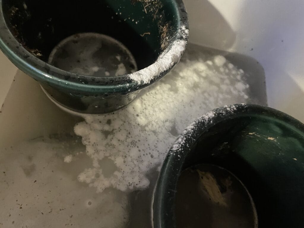 Rengøring urtepotter kalk beskidte ulækre underskål
