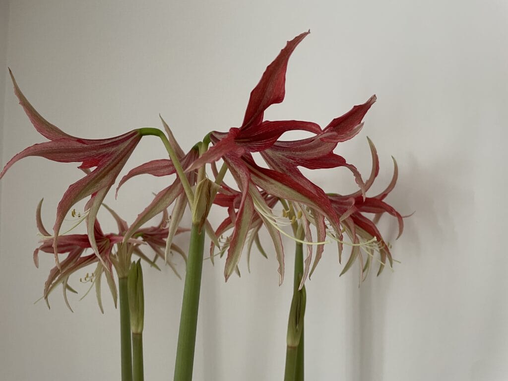 amaryllis nytår nytårsblomst