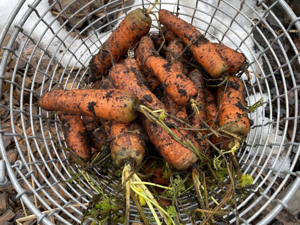 vinteropbevaring opbevaring gulerødder om vinteren vinter vintergulerødder frost tåle friske fra køkkenhaven gemme