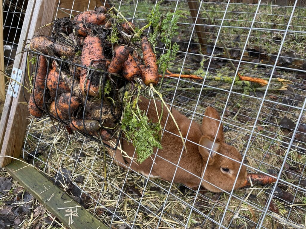 gulerødder til kanin kaniner vinter snack snackgulerødder