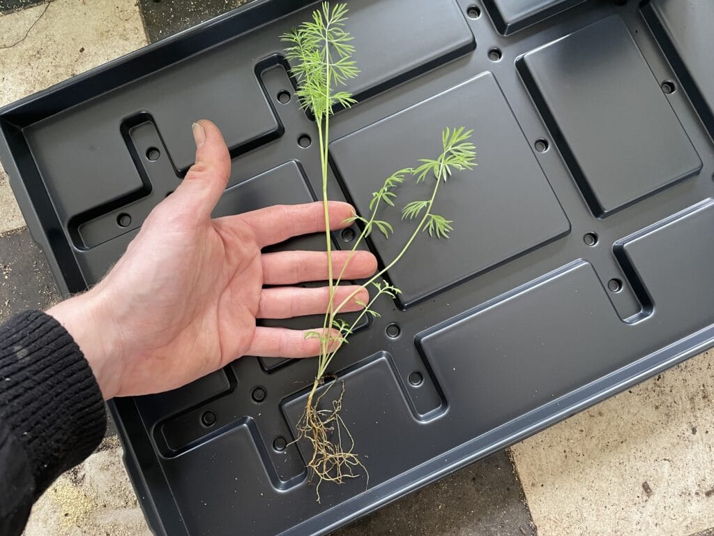 efterårssåning nigella og forspiring af blomster til buketter for dyrkning af langstilkede blomster