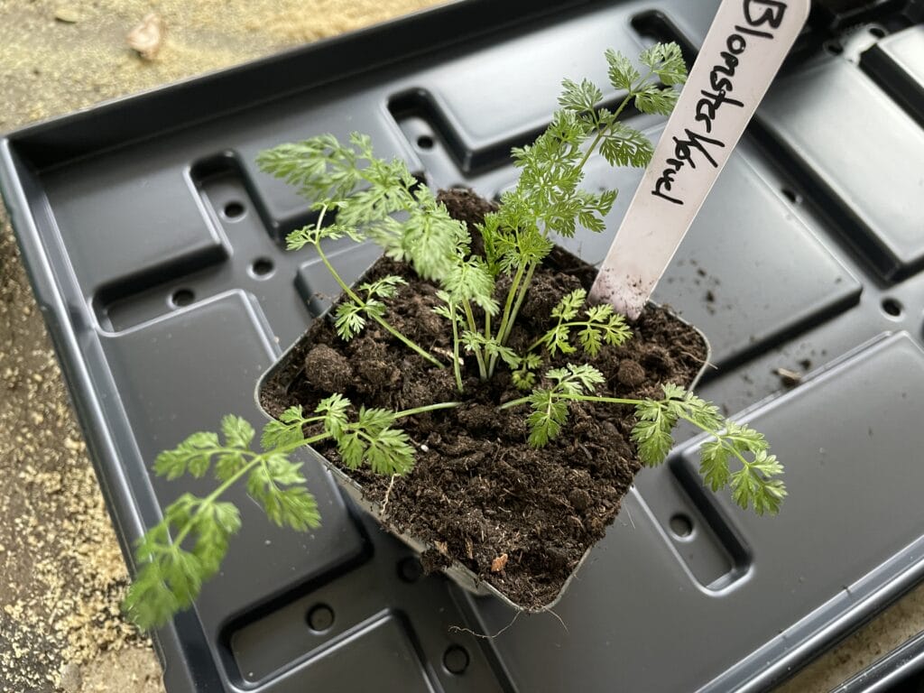 efterårssåning blomsterkørvel og forspiring af blomster til buketter for dyrkning af langstilkede blomster