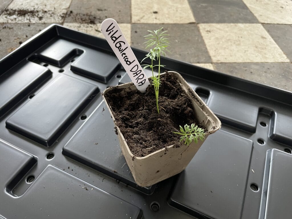 efterårssåning vild gulerod og forspiring af blomster til buketter for dyrkning af langstilkede blomster