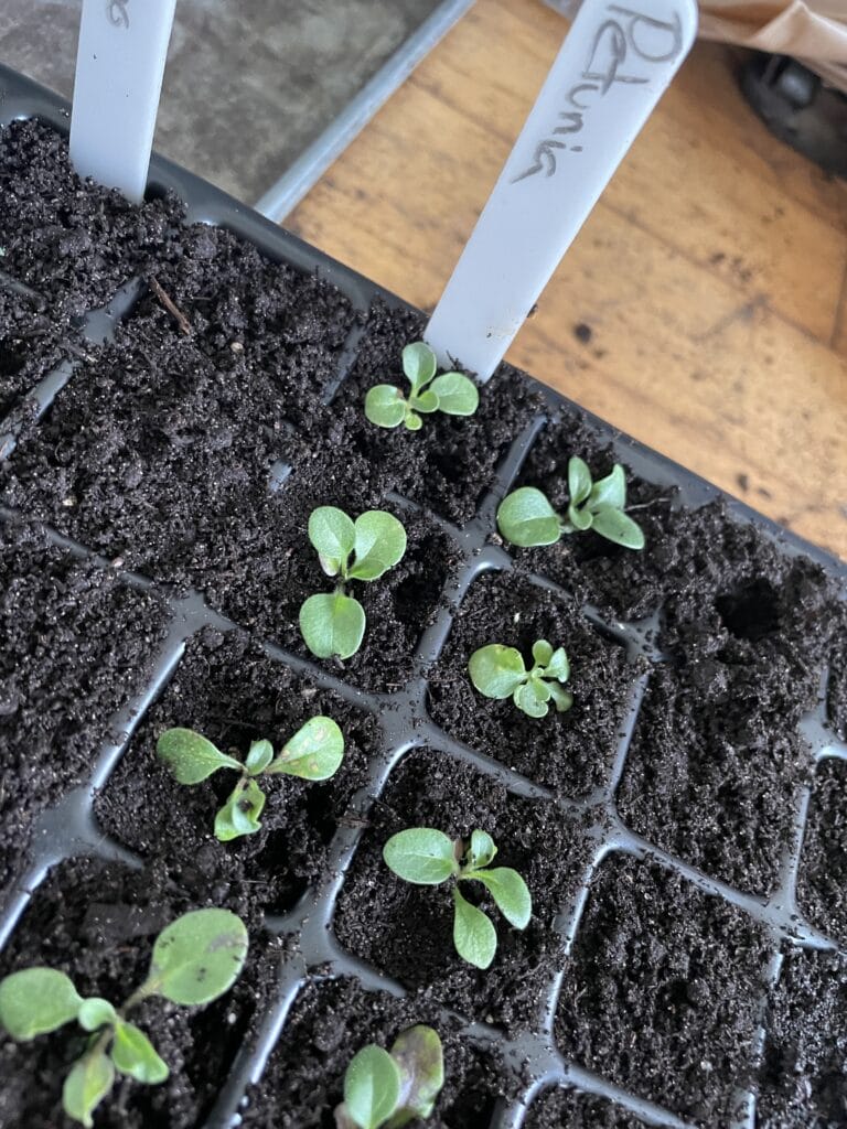 Forspiring af sommerblomster petunia i februar