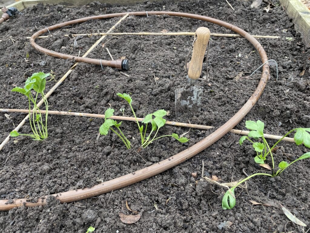 oversigt over hvornår man planter ranunkel ud i haven