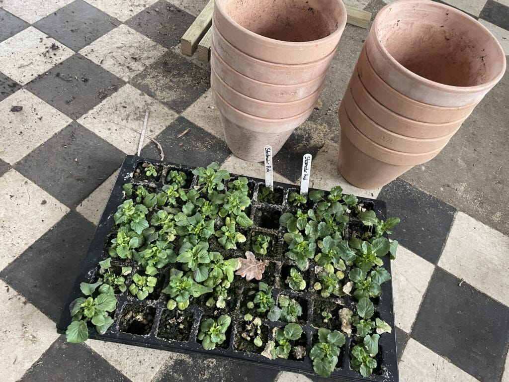 dyrkning af violer til plantning af stedmoderblomster i krukker