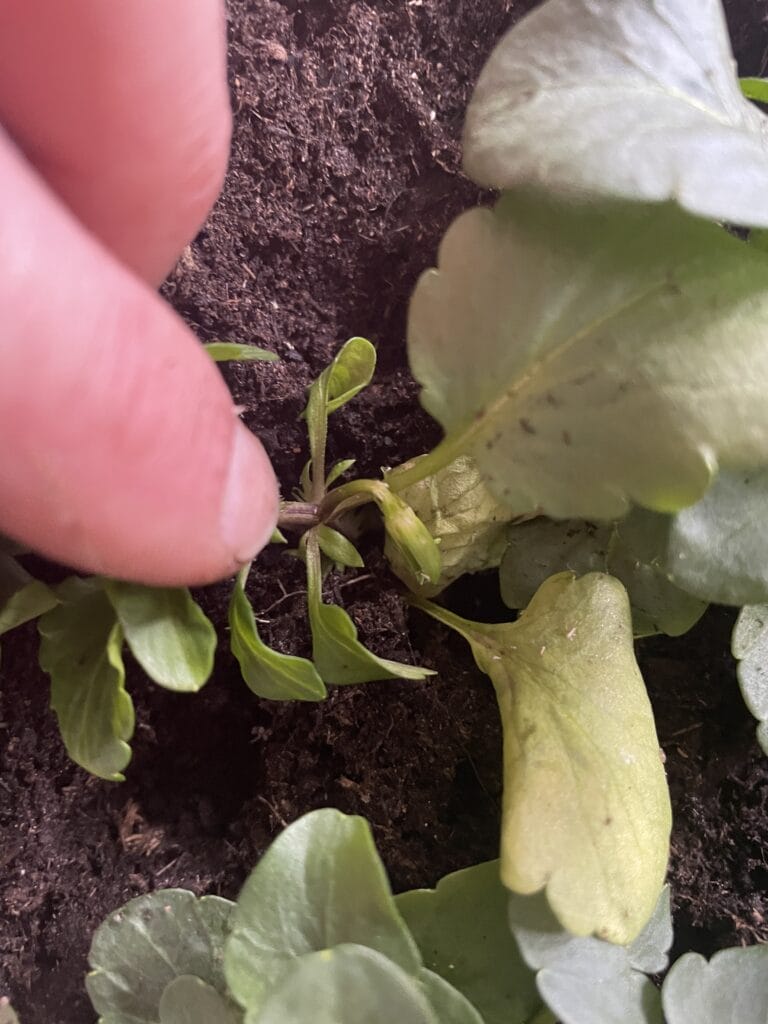 Såning af stedmoderblomster i efteråret giver tidlig blomstring