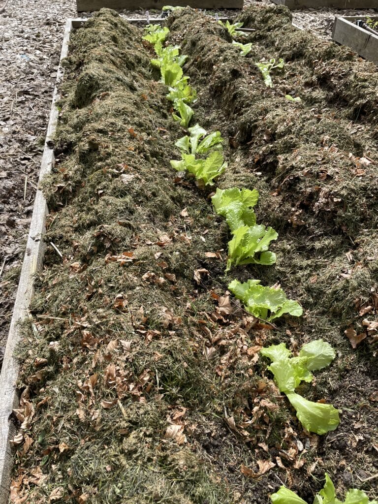 plant salat efter lægning af tidlige kartofler