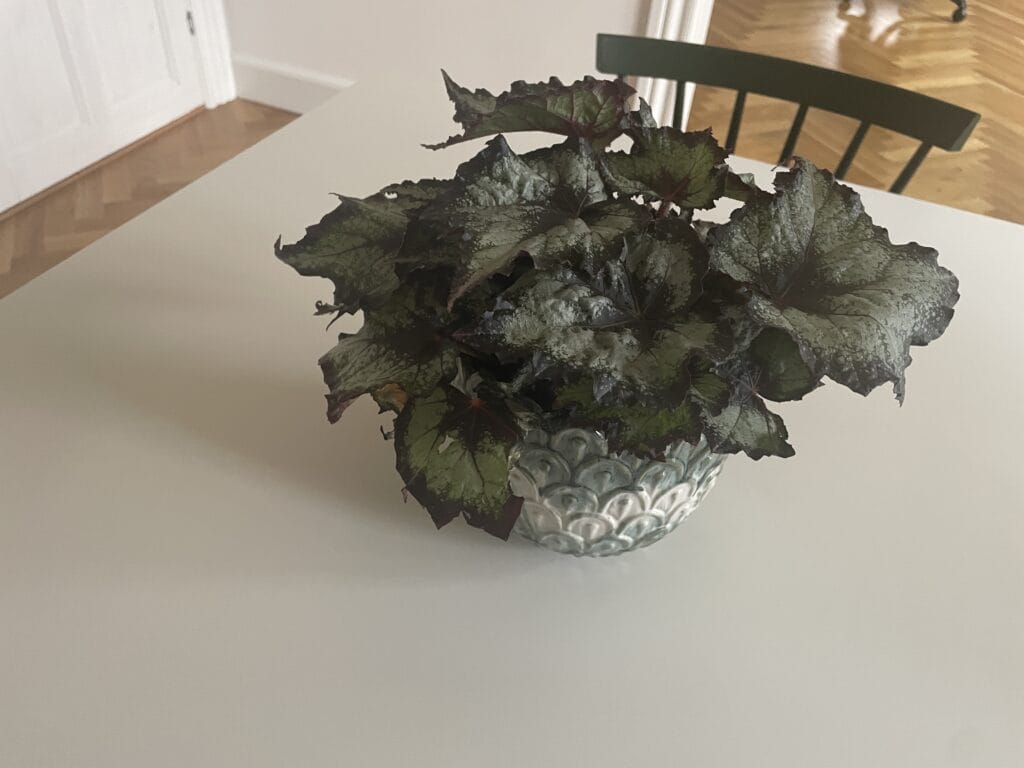 begonia med røde blade