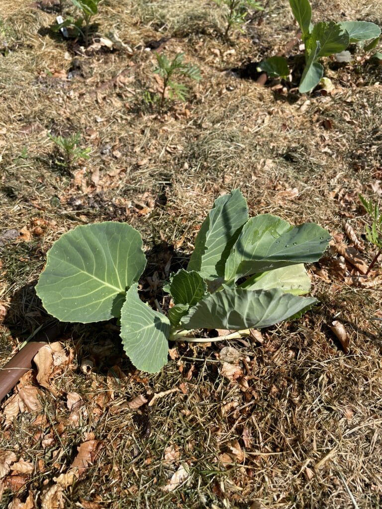 flotte kålplanter i køkkenhaven uden orm og larver