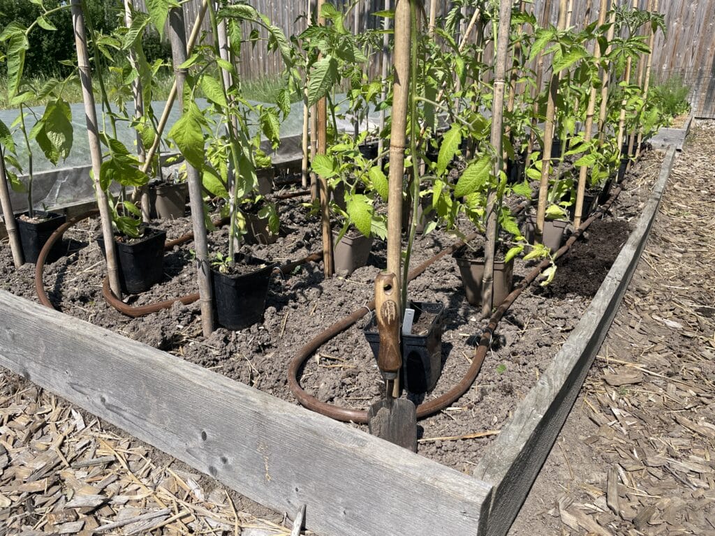 plantning af frilandstomater med støtte til tomater af bambuspinde