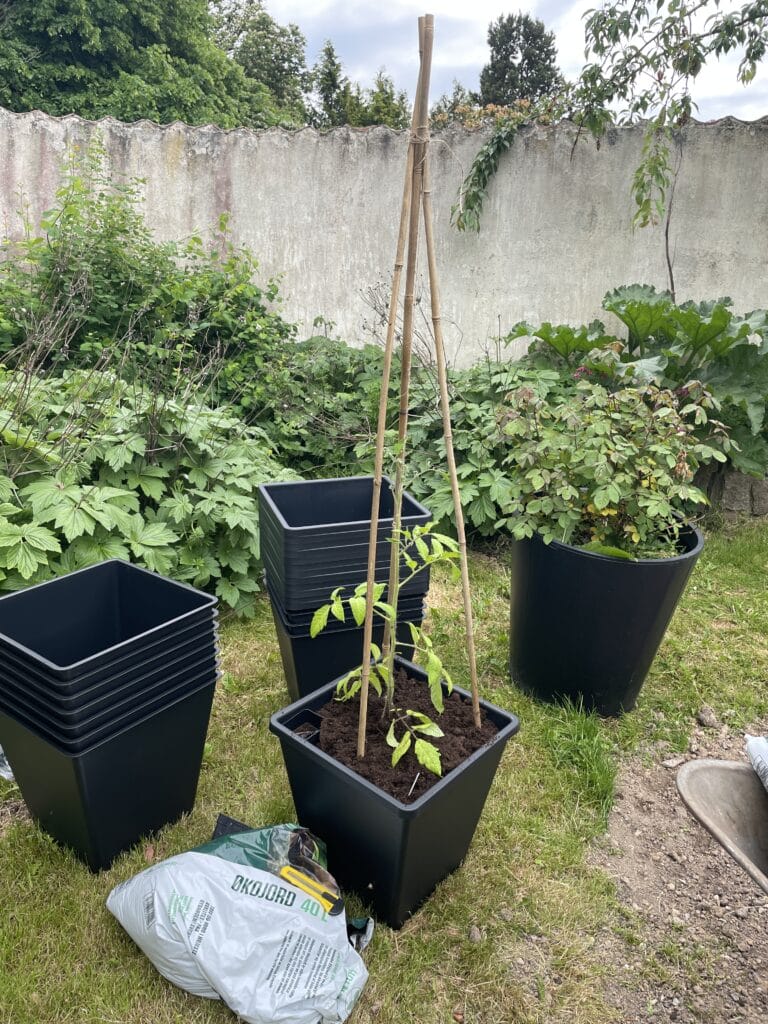 støtte til tomatplanter i drivhus