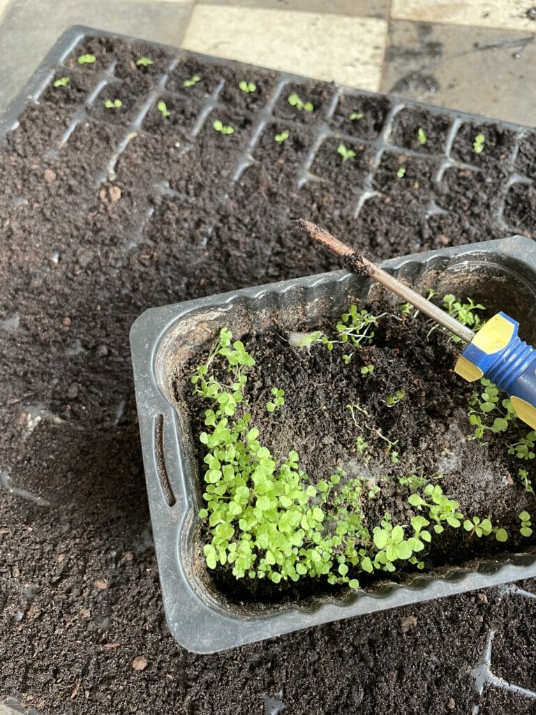 såning af to årige sommerblomster digitalis fingerbøl til haven