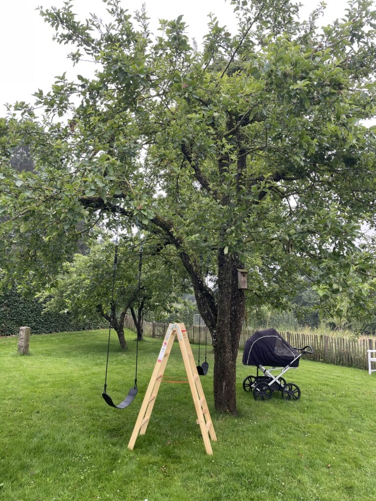 sommerbeskæring af æbletræer for at undgå vanris og vildskud