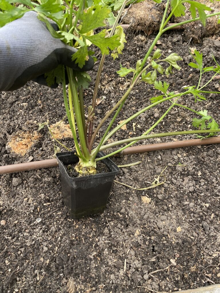 hvordan dyrker man knoldselleri fra såning til plantning