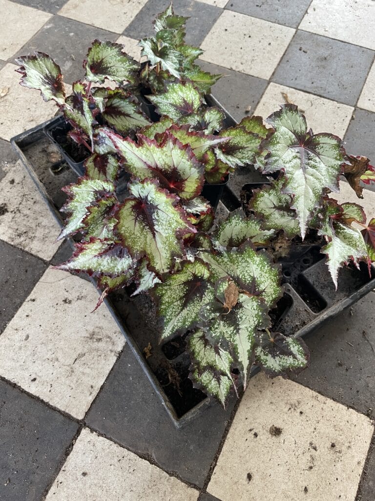 formering af stueplanter begonia bladbegonia kongebegonia