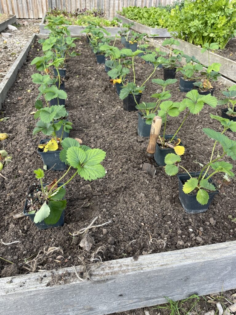 Guide til plantning af jordbær og hvornår man skal plante jordbær