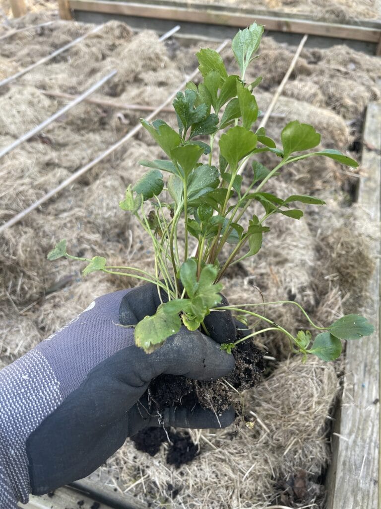 ranunkel plante