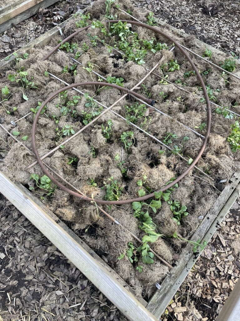 plantning af ranunkel