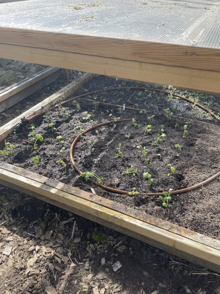 Udplantning af løvemund i skærehaven