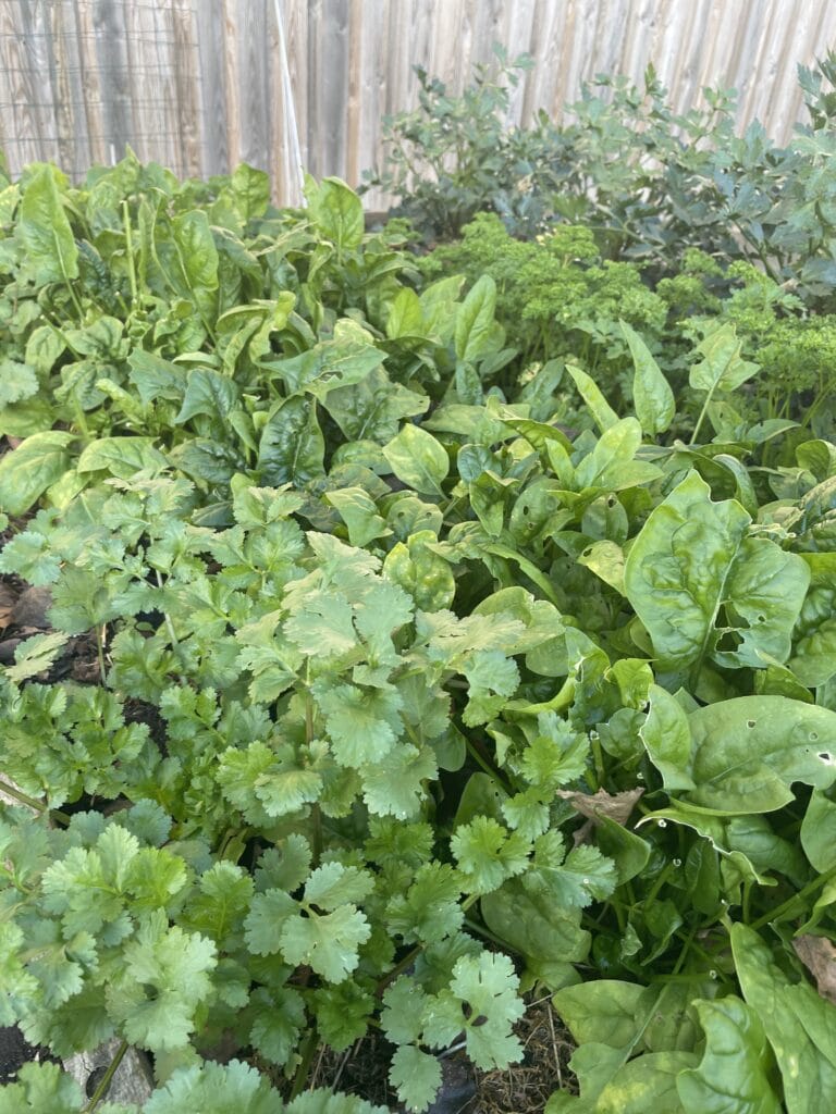 Vintersalat og dyrkning af salat om vinteren