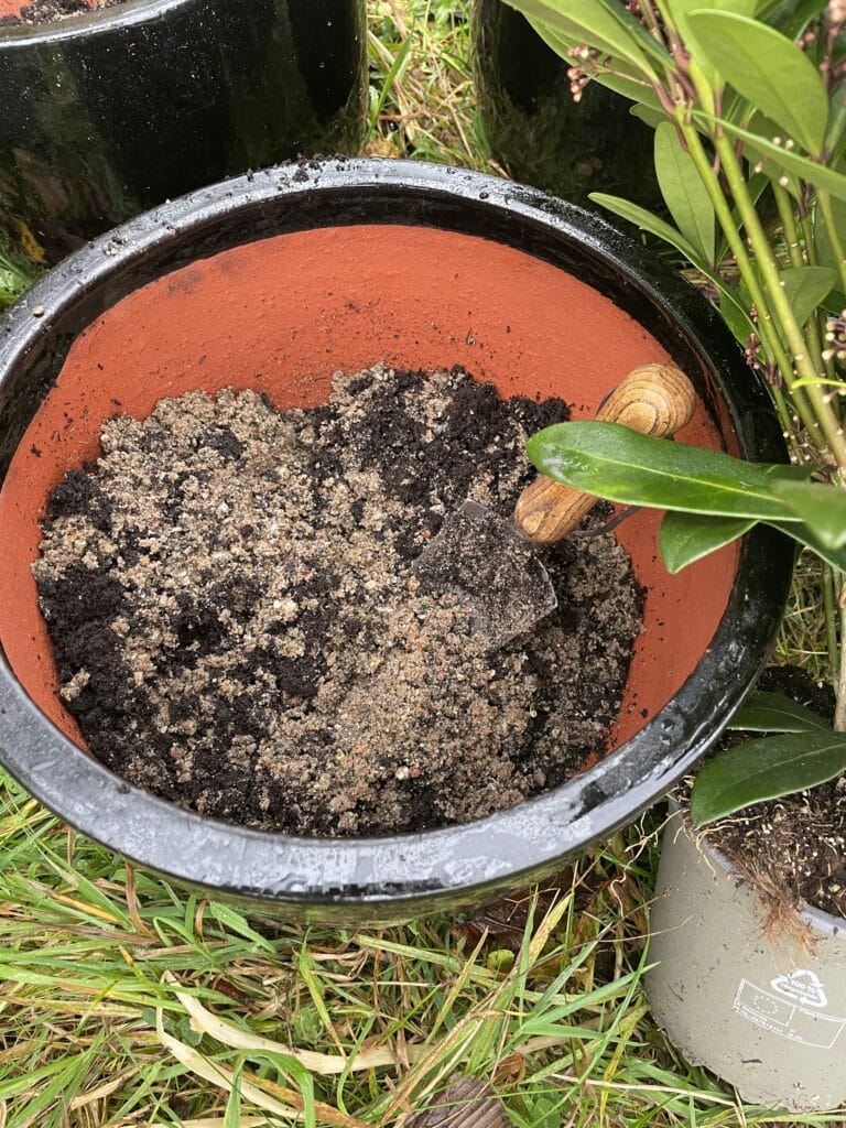 Plantning af skimmia i krukker