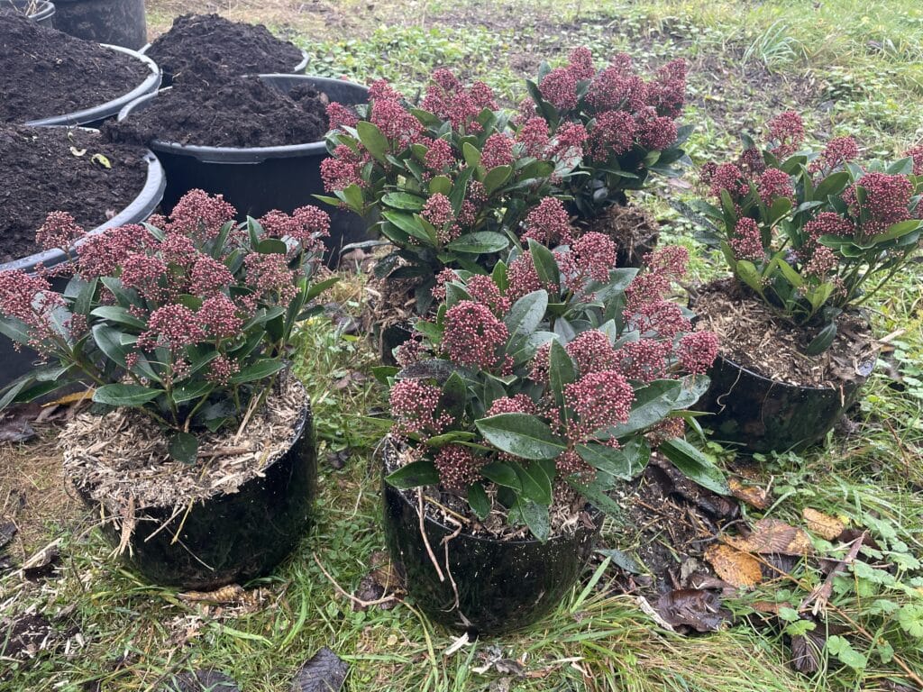 Dyrkning af Skimmia i krukker