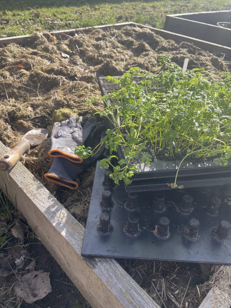 udplantning af franske anemoner i skærehaven