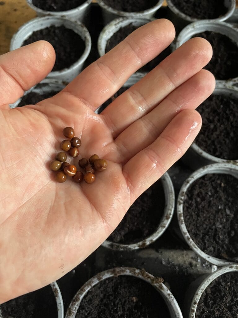 dyrkning af lathyrus med blødlægning af frø for såning