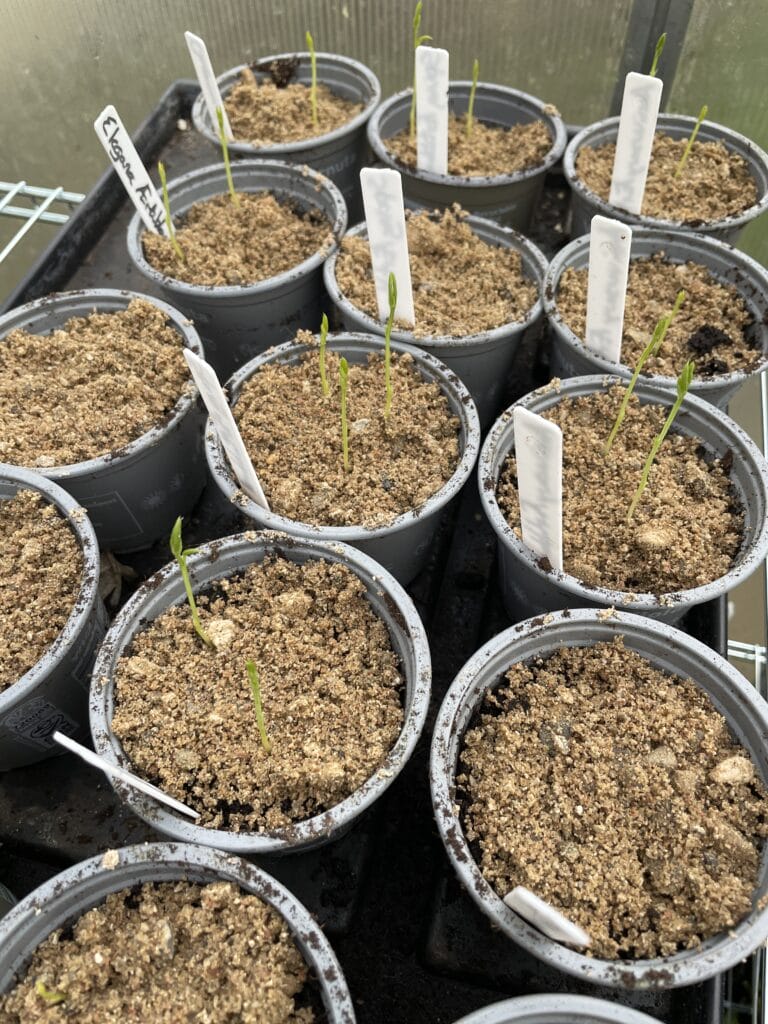 dyrkning af lathyrus med vintersåning og forspiring af lathyrus blomster