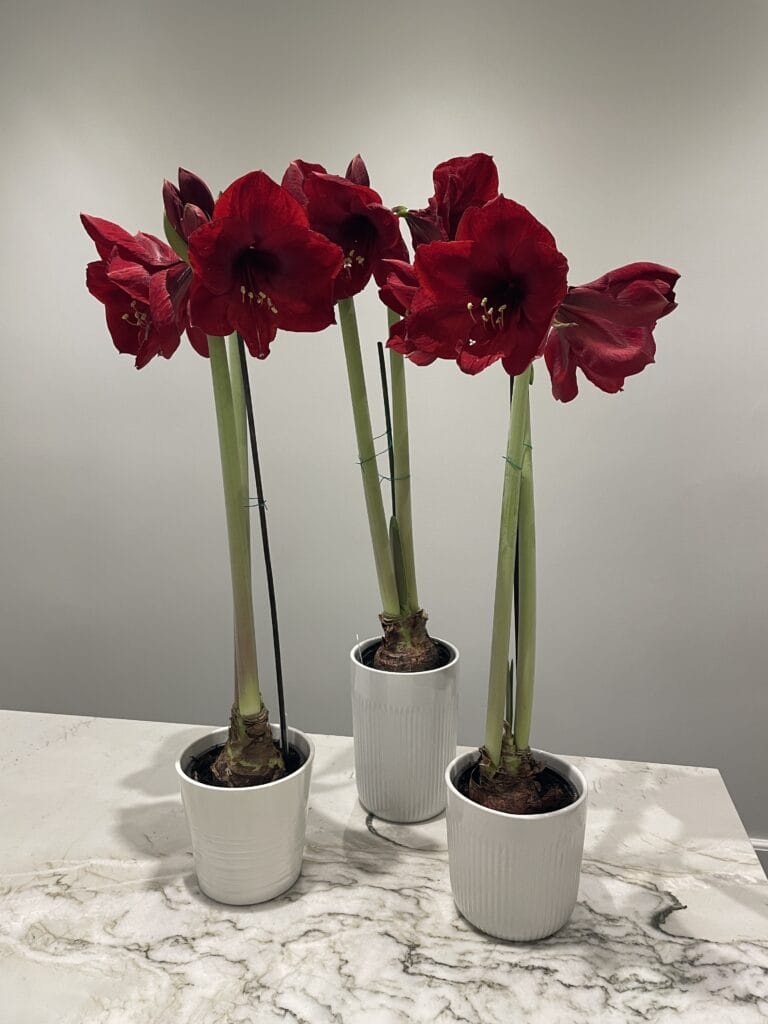amaryllis i blomst