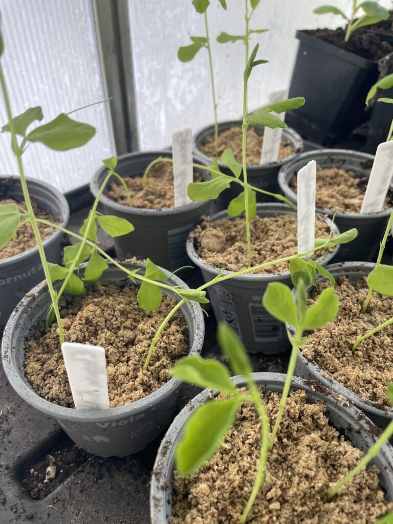 dyrkning af ærteblomster i drivhus om vinteren