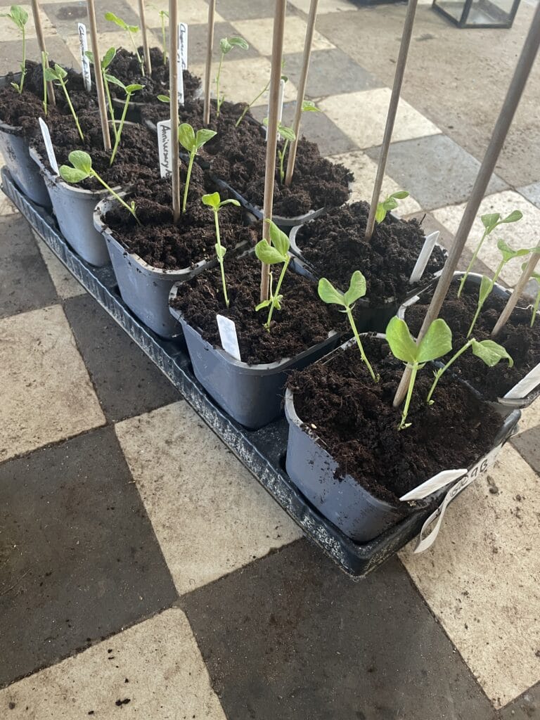 Dyrkning af lathyrus