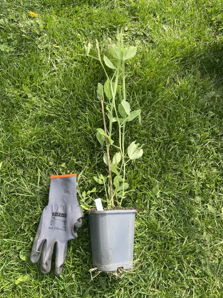 dyrkning af lathyrus med vintersåning af ærteblomster